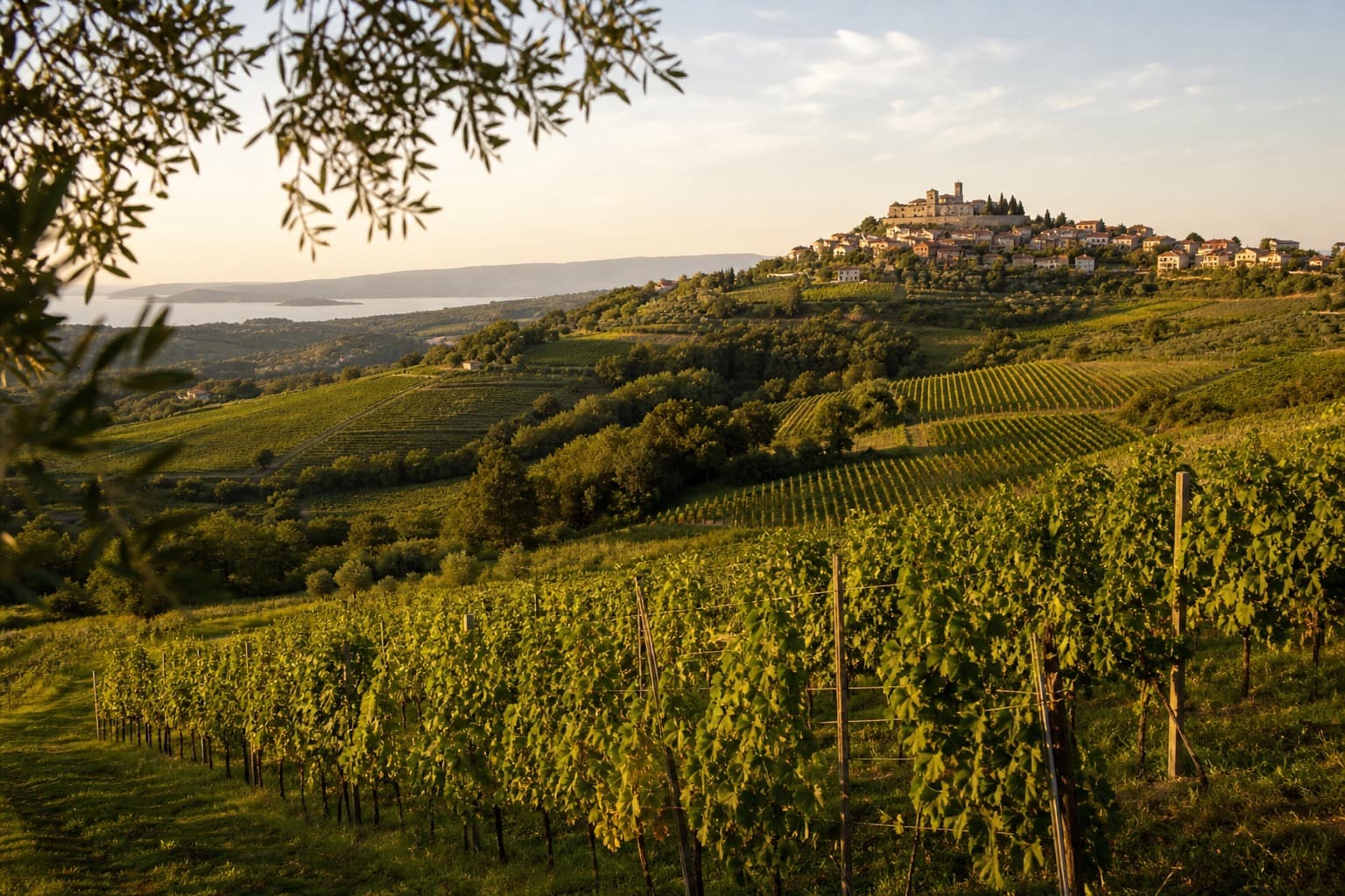 Croatia wine country — Istrian vineyard hills at golden hour